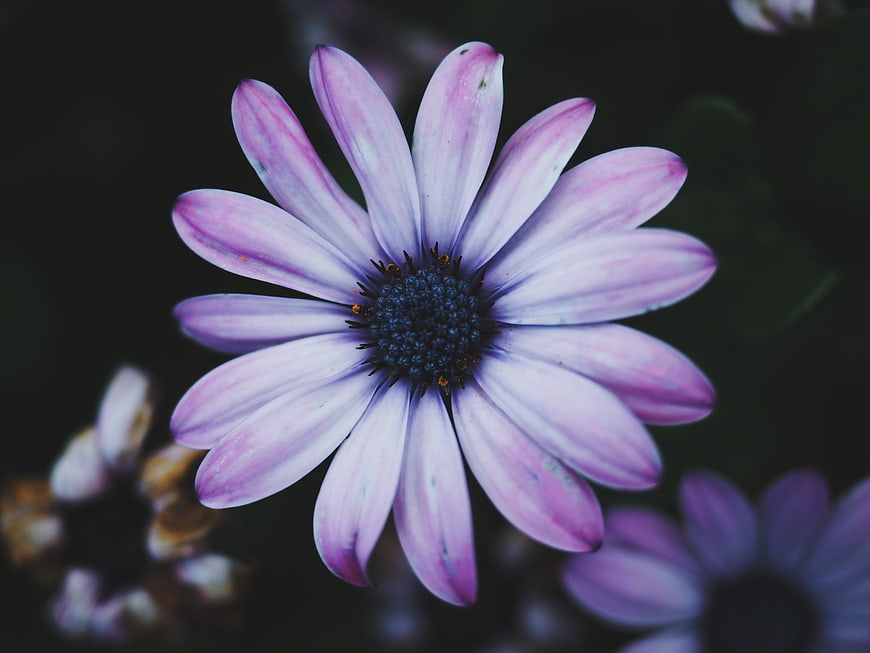 Close-up of a purple daisy flower with dark background