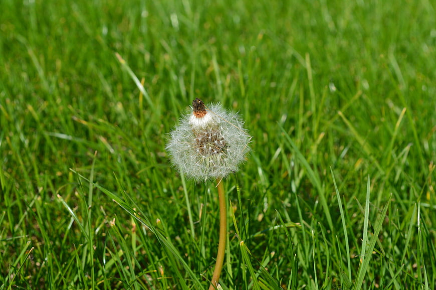 Close-up of a Dandelion Seed Head in Green Grass