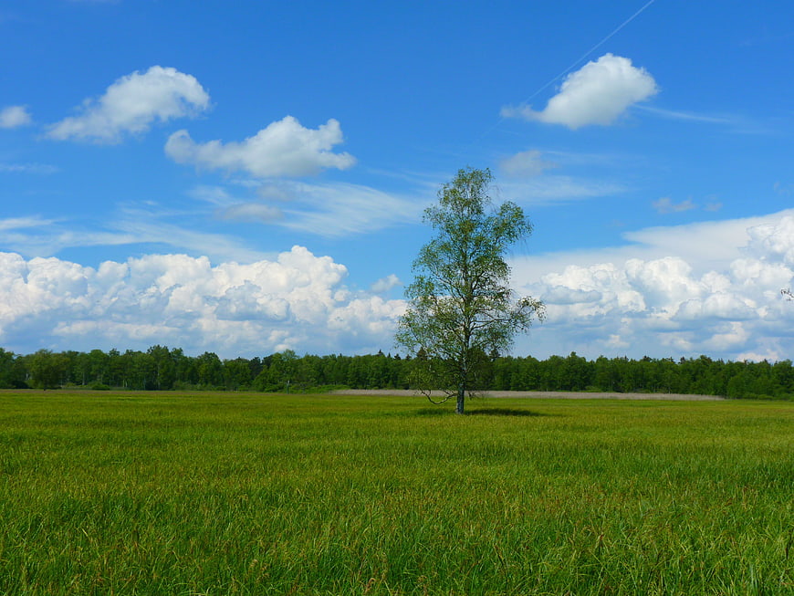 Lone birch tree in green meadow under blue sky