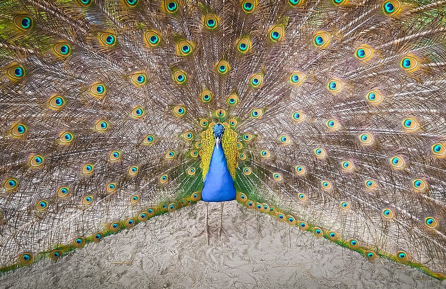 Male Peacock Displaying Full Tail Feathers in Front View