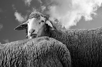 Close-up of sheep with textured wool against cloudy sky