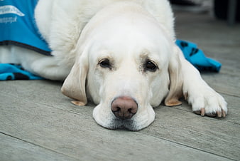 White Labrador Retriever Lying On Wooden Deck Wearing Blue Vest