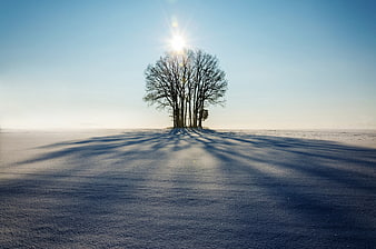 Silhouetted Trees in Snowy Winter Landscape with Long Shadows