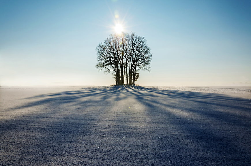 Silhouetted Trees in Snowy Winter Landscape with Long Shadows