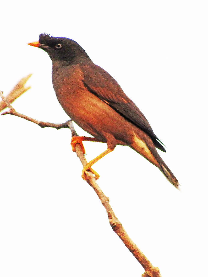Jungle Myna Bird Perched on Branch