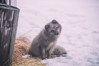 Arctic Fox Sitting in Snow Near Wooden Post