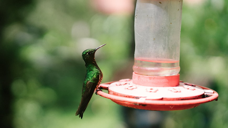 Green Hummingbird Perched on Red Feeder