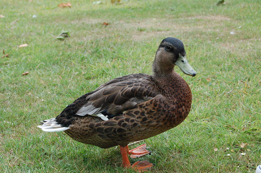 Mallard Duck Standing on Green Grass