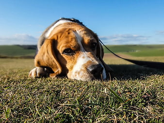 Close-up of a Tricolor Beagle Resting on Green Grass