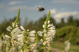 Bumblebee Flying Over White Foxglove Flowers in Summer