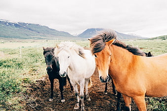 Three Icelandic Horses Standing in a Grassy Field with Mountains