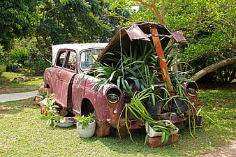 Rusty vintage car repurposed as garden planter with lush green plants