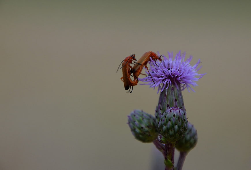Two Red Beetles Mating on Purple Thistle Flower