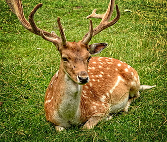 Spotted Deer with Antlers Resting in Green Grass