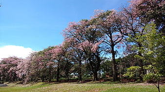 Pink flowering trees in a park under a blue sky