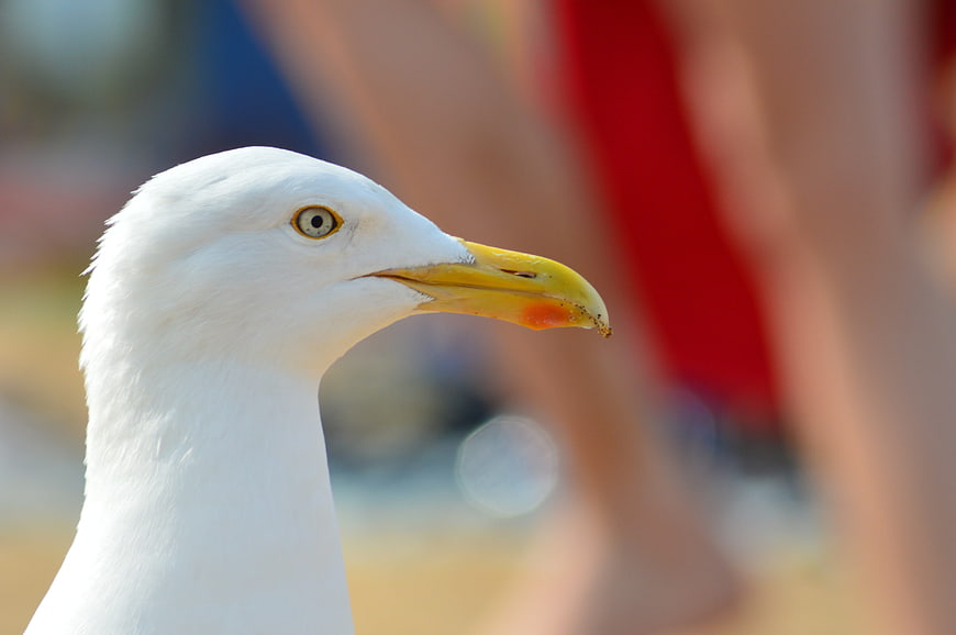 Close-up portrait of a seagull head on a sunny beach