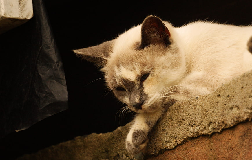 Sleeping Siamese Cat on Concrete Ledge