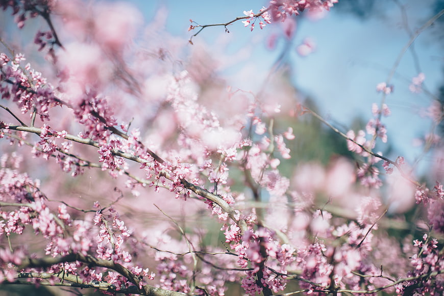 Pink cherry blossoms on branches against blue sky