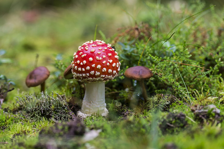 Vibrant Red Fly Agaric Mushroom in Mossy Forest
