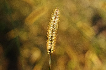 Golden Backlit Grass Seed Head in Soft Focus