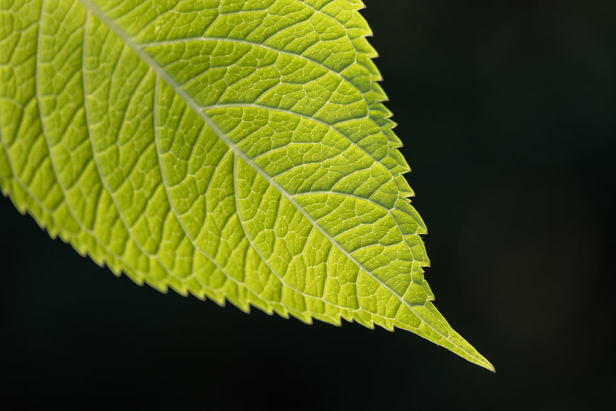 Close-up of vibrant green leaf texture on dark background