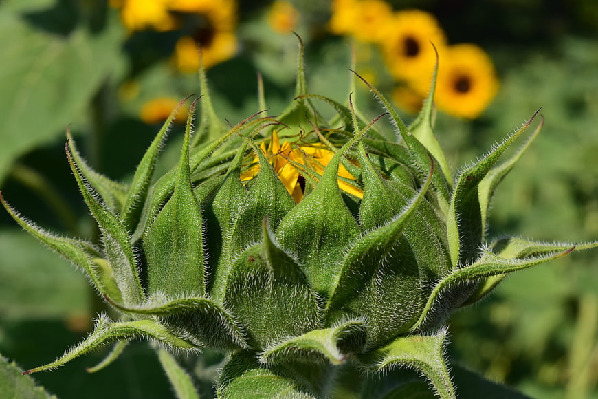 Sunflower Bud Close-Up