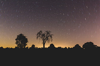 Star trails circling night sky above silhouetted trees