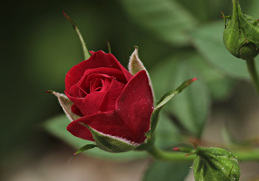 Close-up of a vibrant red rose bud in a garden