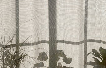 Plant Shadows on White Curtain
