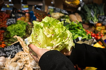 Hands holding fresh lettuce at a grocery store market