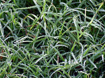 Close-up of green grass blades covered in morning dew drops