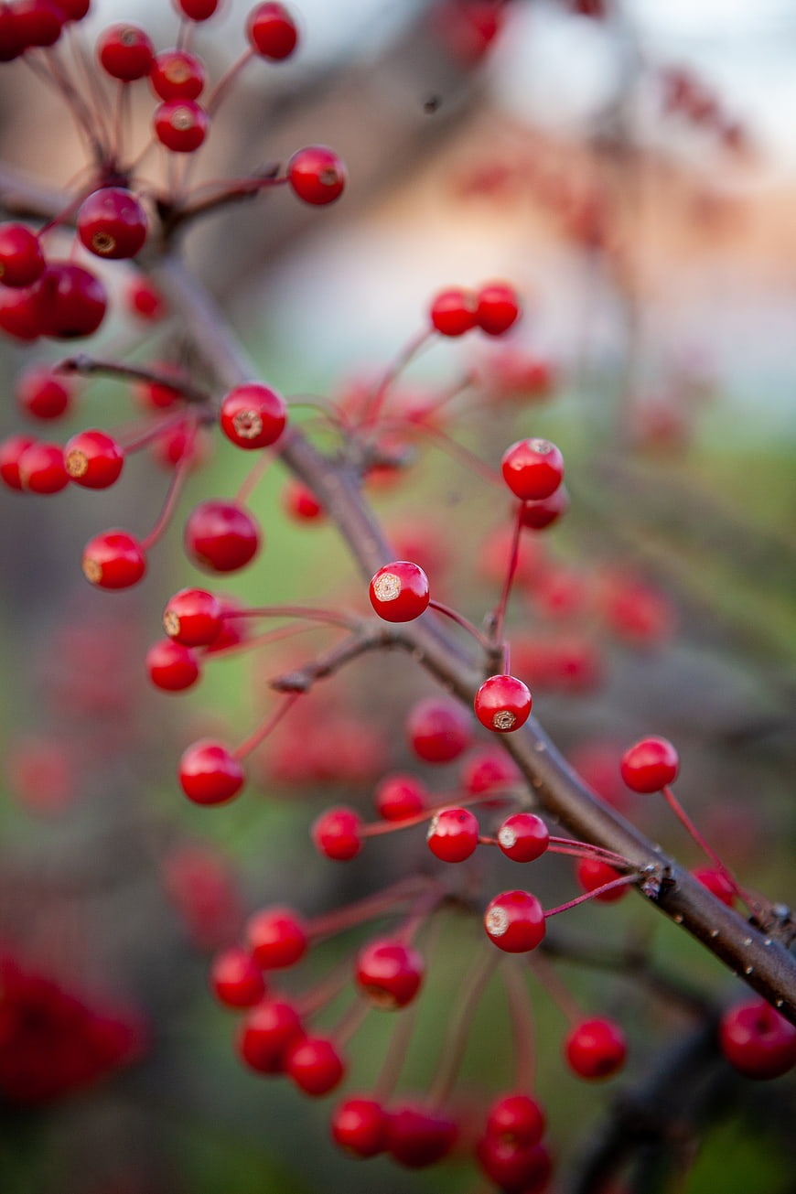 Close-up of vibrant red berries on a branch