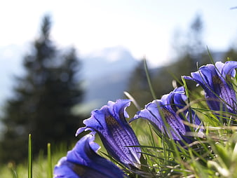 Close-up of purple gentian flowers in alpine meadow
