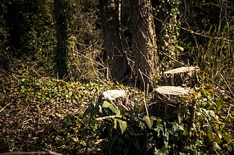 Sunlit Tree Stumps in a Forest with Ivy