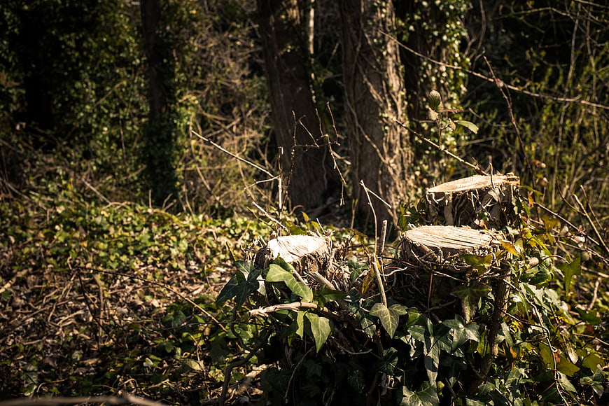 Sunlit Tree Stumps in a Forest with Ivy