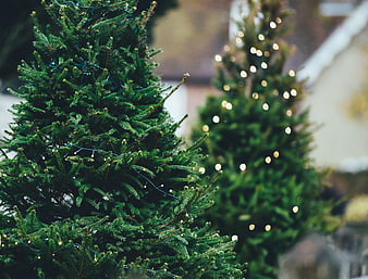Close-up of Christmas trees with festive lights