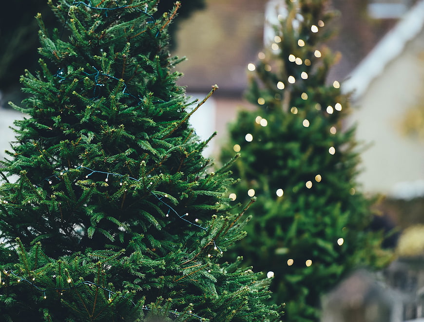 Close-up of Christmas trees with festive lights