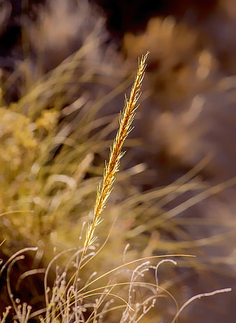 Golden Esparto Grass Stem in Sunlight