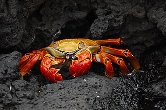 Vibrant Sally Lightfoot Crab on Dark Volcanic Rocks