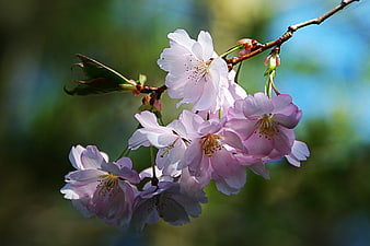 Pink Cherry Blossoms on Branch with Blurred Background