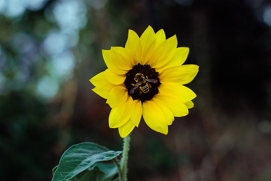 Yellow Sunflower with Bee Pollinating on Dark Background
