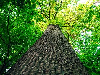 Low angle view of tall tree trunk and green canopy