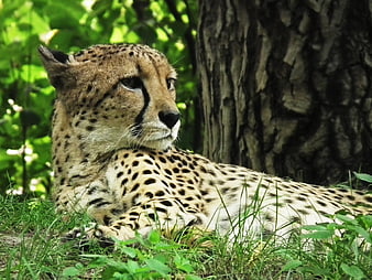 Cheetah resting in grass near tree trunk