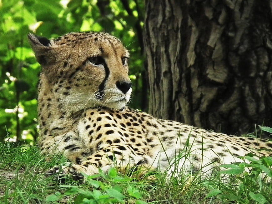Cheetah resting in grass near tree trunk