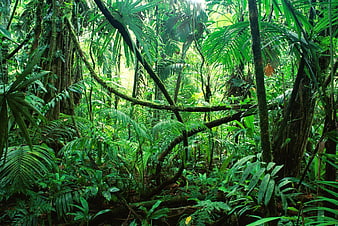 Lush Green Tropical Rainforest Jungle Scene