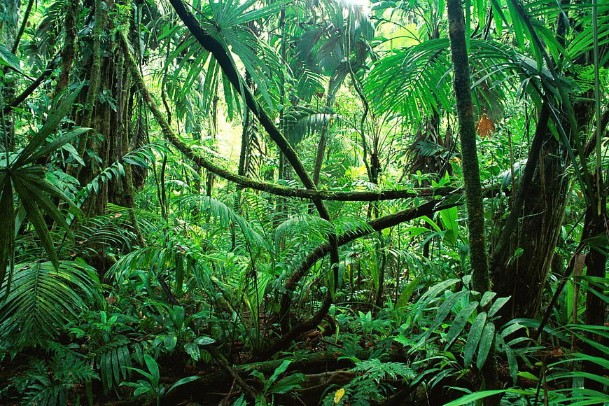 Lush Green Tropical Rainforest Jungle Scene