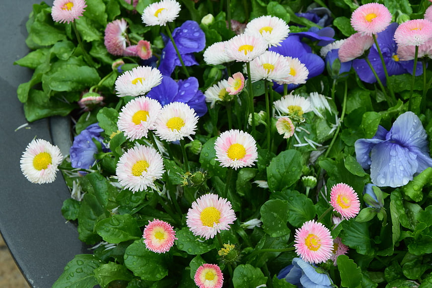 Colorful daisies and pansies in a garden pot with raindrops