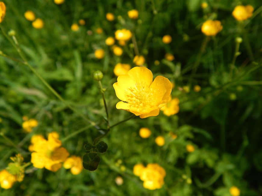 Close-up of yellow buttercup flower in green meadow