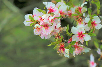 Close-up of pink and white cherry blossoms on a branch