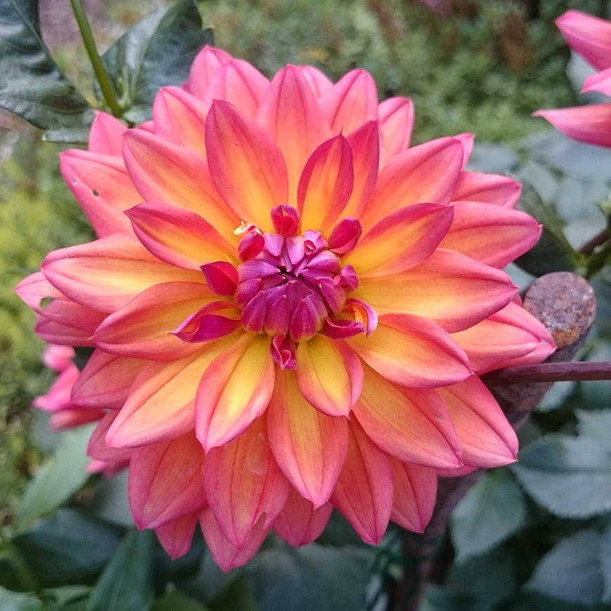 Vibrant Pink and Yellow Dahlia Flower Close-Up